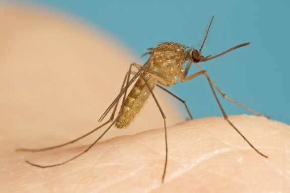 zanzara comune foto