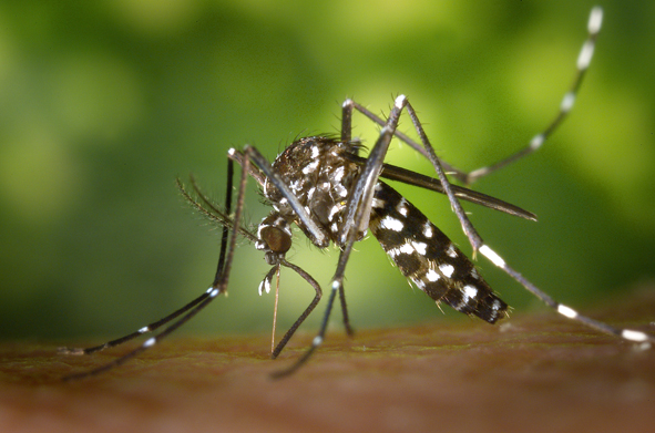 the Asian tiger mosquito photo