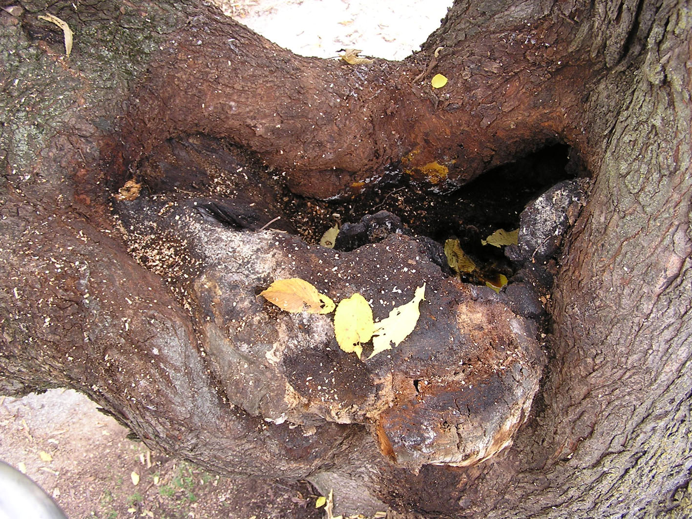 Tree hole