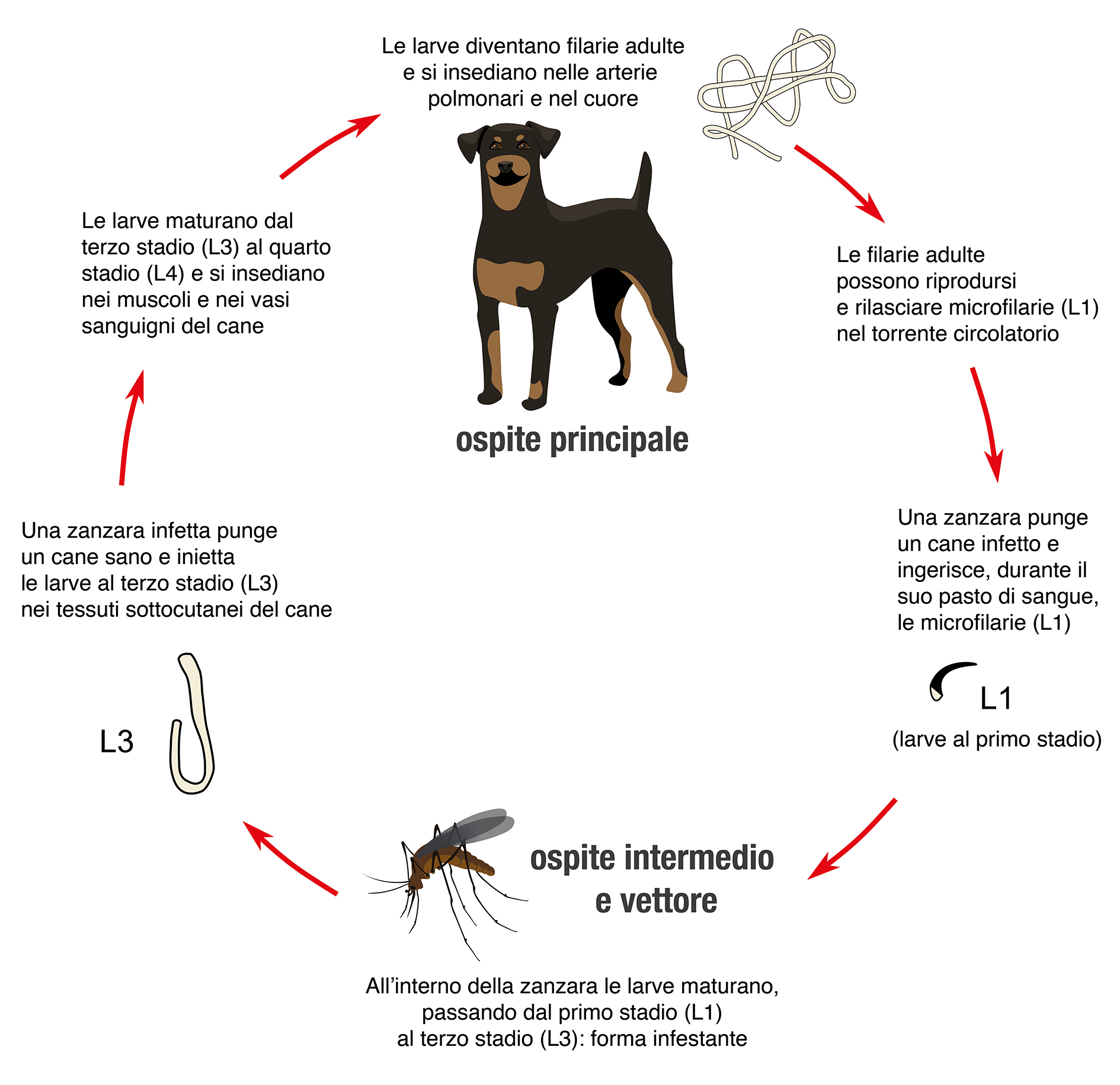 ciclo filariosi cane