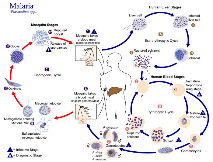 ciclo malaria en