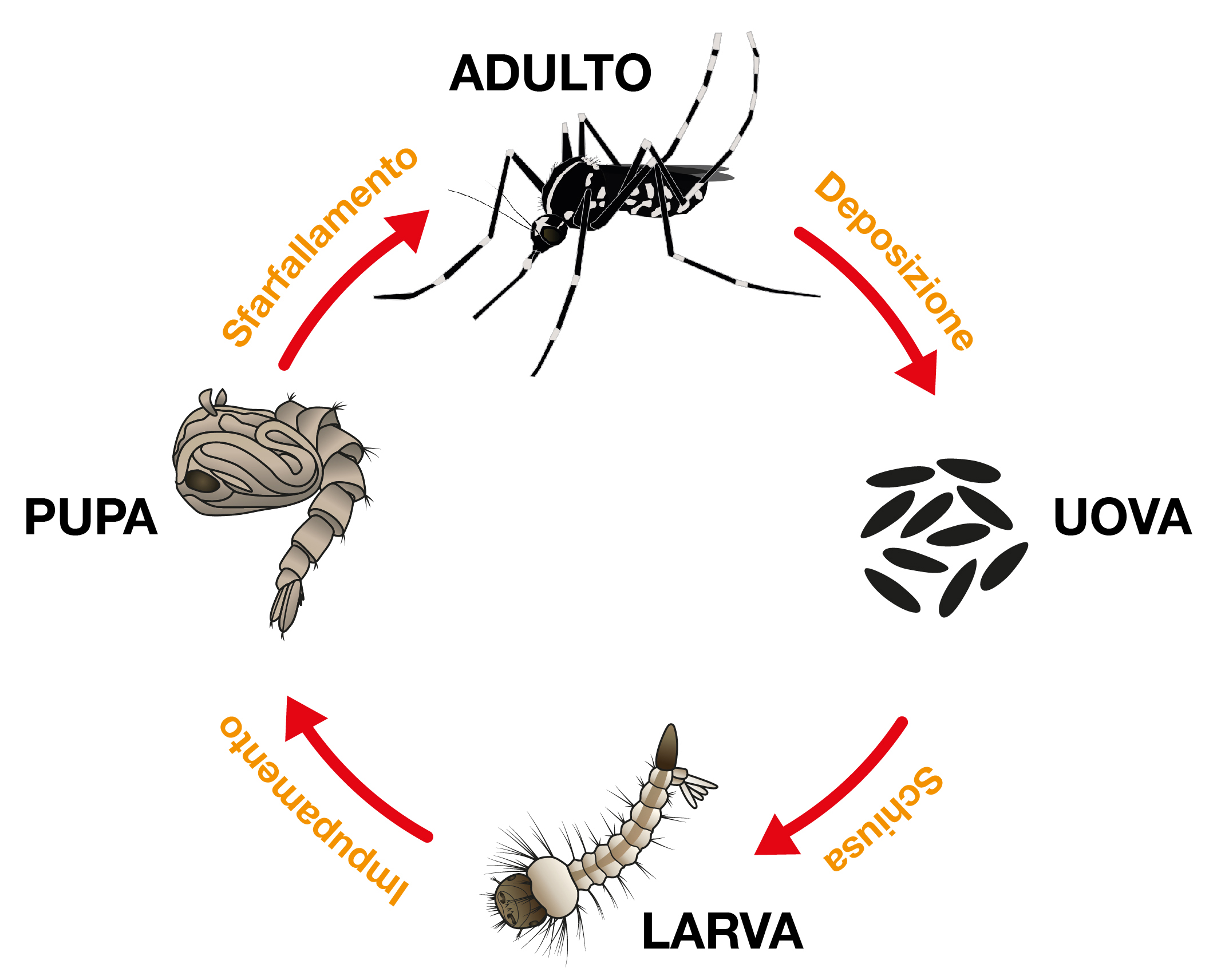 ciclo zanzara tigre
