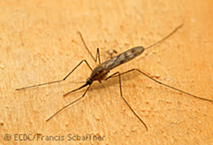 the Anopheles mosquito photo