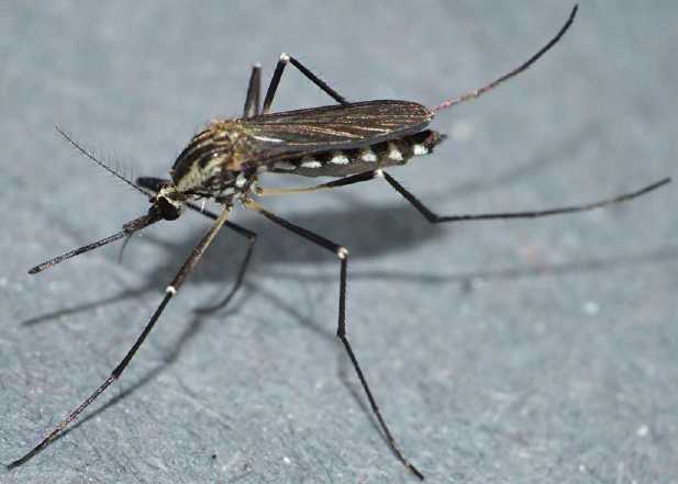 woodland mosquitoes photo
